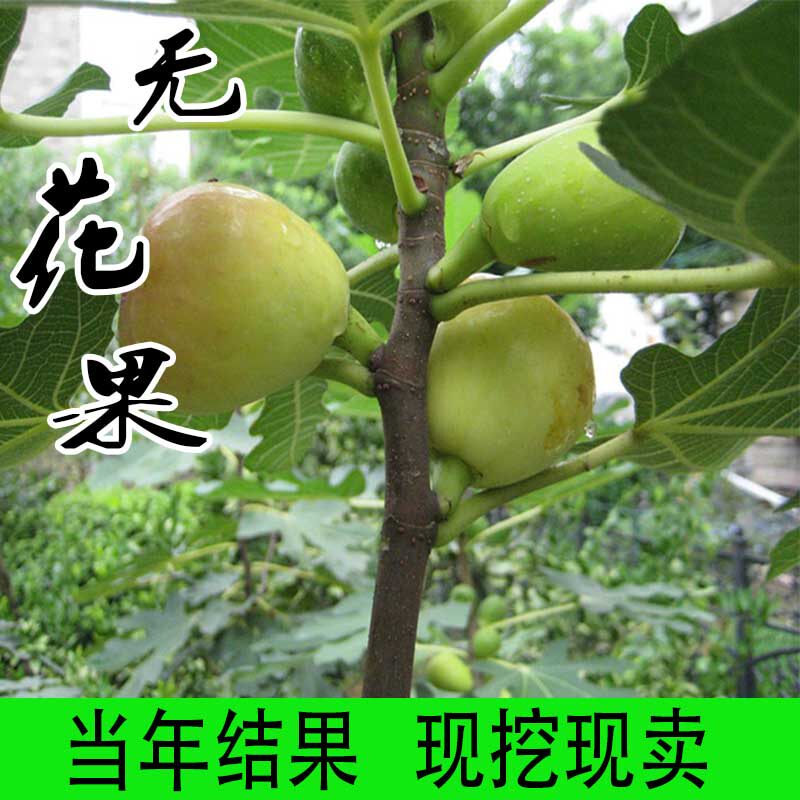 无花果树果苗矮化盆栽地栽四季种植当年结果阳台芭劳奈布兰瑞克树