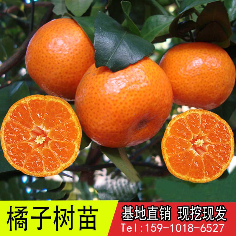 砂糖桔果苗金桔苗橘子盆栽地栽