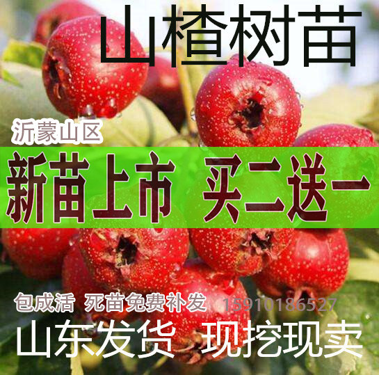 山楂树嫁接苗大金星盆栽地栽特大