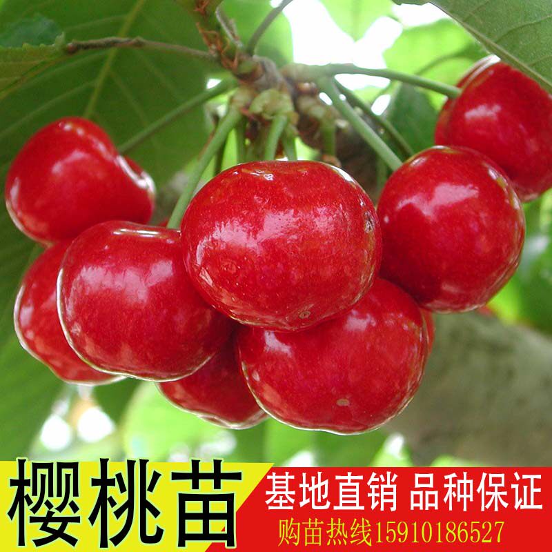 樱桃树嫁接苗阳台盆栽庭院地栽