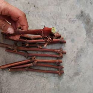 阳光玫瑰葡萄扦插嫁接用枝条葡萄苗繁育diy庭院地栽阳台盆栽爬藤