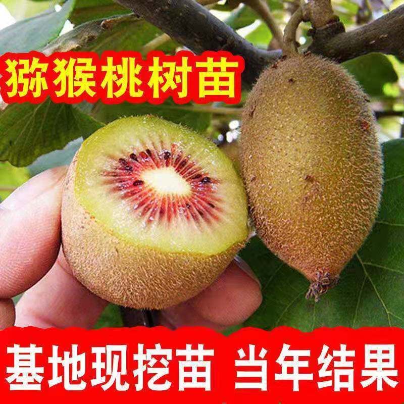 红心猕猴桃树嫁接苗徐香盆栽地栽水果南北方种植当年结果奇异果苗