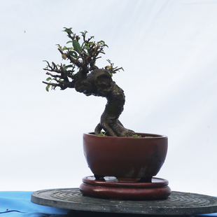 【一物一拍】小型精品盆景，榔榆老桩怪桩，树干沧桑，高档盆景
