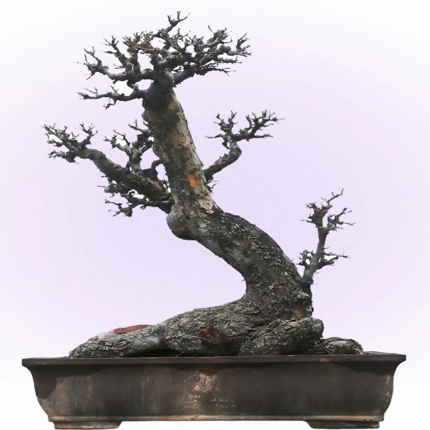 大型小叶榔榆老桩精品盆景、卧干怪桩、一本双干、适合别墅庭院
