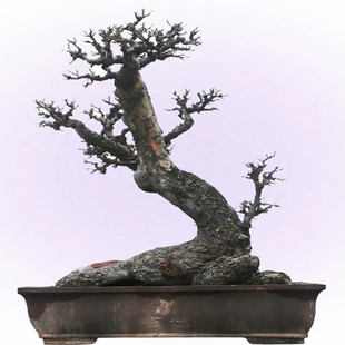 大型小叶榔榆老桩精品盆景、卧干怪桩、一本双干、适合别墅庭院