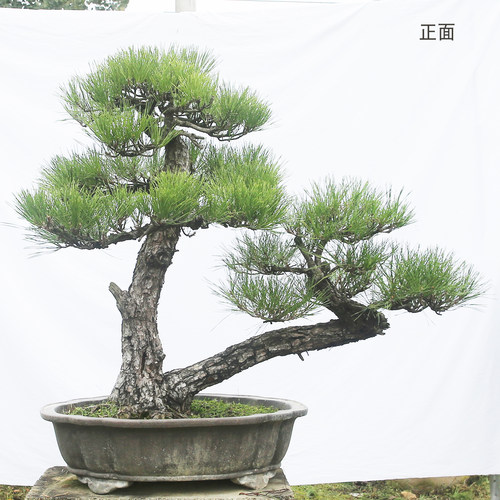 一本双干黑松老桩急售大降价