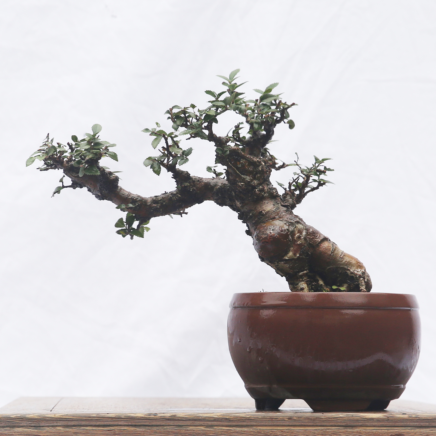 小叶榔榆，榆树老桩，小型盆景