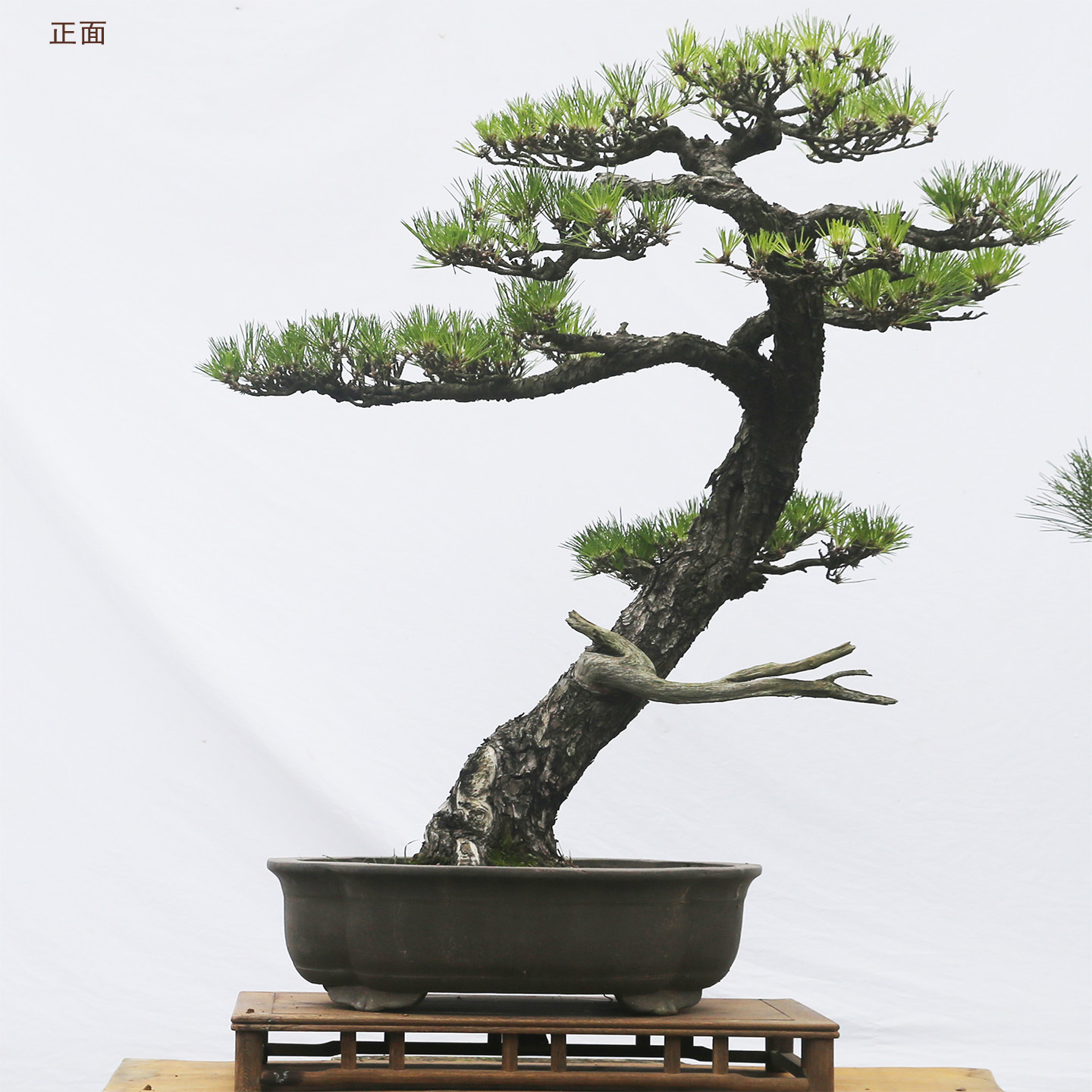 大型黑松老桩 精品盆景 曲干文人树祥龙腾飞 庭院阳台 一物一拍