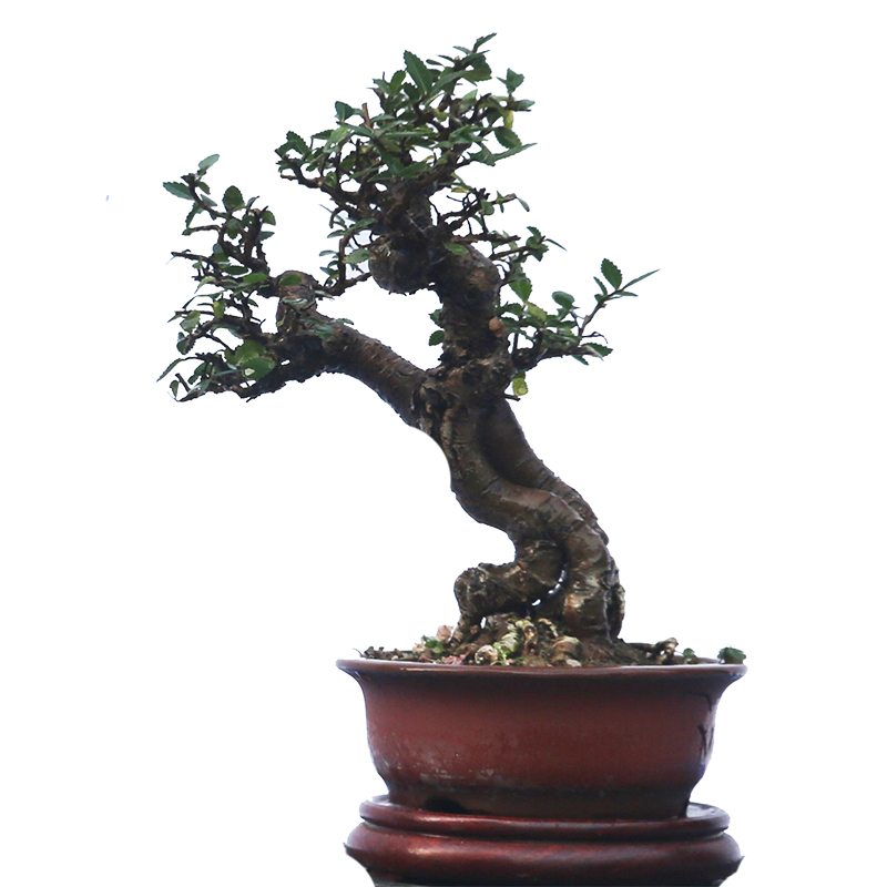 微型盆景，榔榆老桩，盆龄6年
