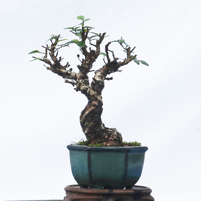 小型精品盆景榔榆老桩，高档盆景