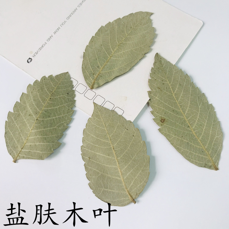 干树叶盐肤木叶植物标本花卉幼儿园亲子手工干花叶子贴画装饰画-封面