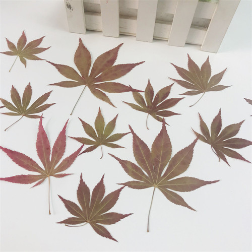 枫叶红枫贴画家居装饰diy压花