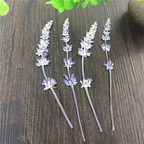 鼠尾草薰衣草天然干花压花材料diy手工贴画相框装饰植物标本书签