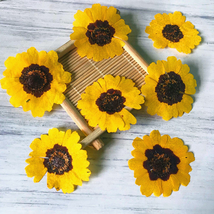 蛇目菊 金钱菊学生儿童diy手工贴画框装饰押花拍摄写真花瓣妆干花