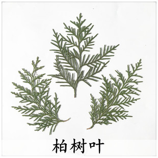 柏树叶子 圣诞滴胶干花植物教学标本diy手工贴画花材压花天然真花