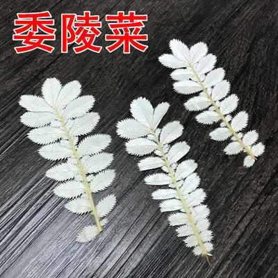 委陵菜 押花贺卡压花画干花书签diy永生花手机壳花材香薰蜡烛材料