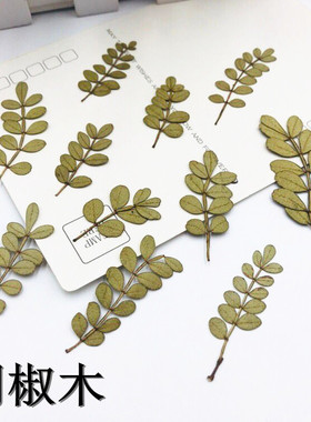 胡椒木叶 香薰蜡片干花 儿童diy手工贴画押花画花材 画框装饰压花