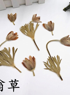 翁草 白头翁押花画装饰画框diy儿童手工幼儿园植物教学标本压花画