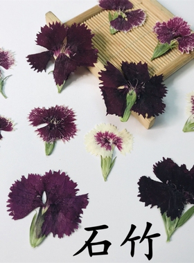 石竹干花标本diy手工押花