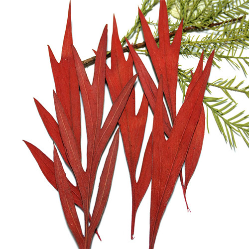 叶子压花标本材料diy植物干花