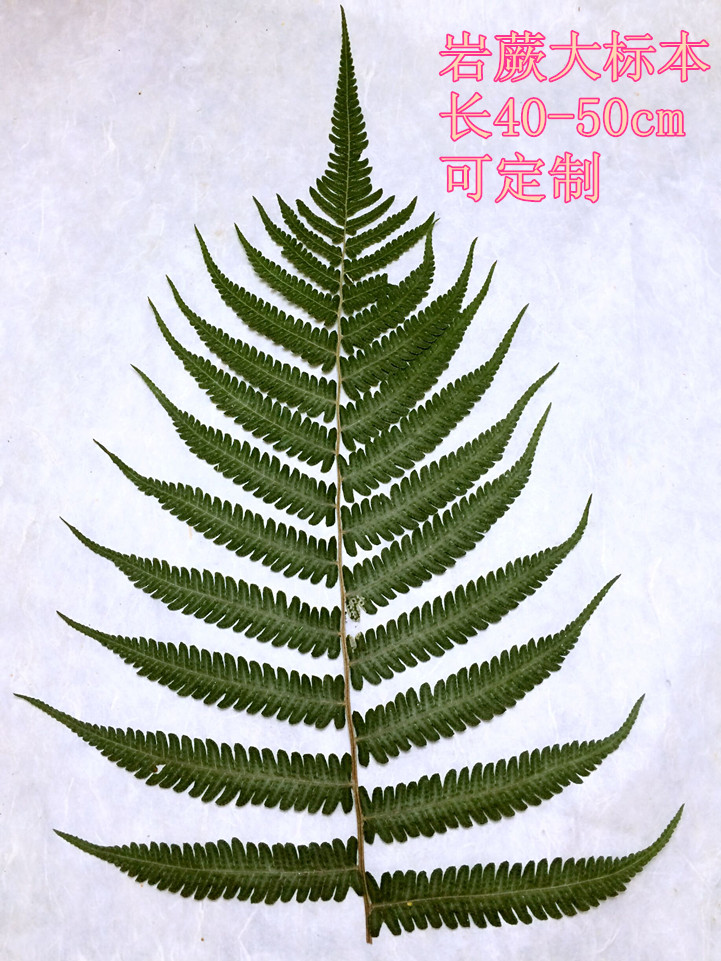 凤尾草标本 鹅掌楸叶 植物教学标本 diy标本定制 可来图定制