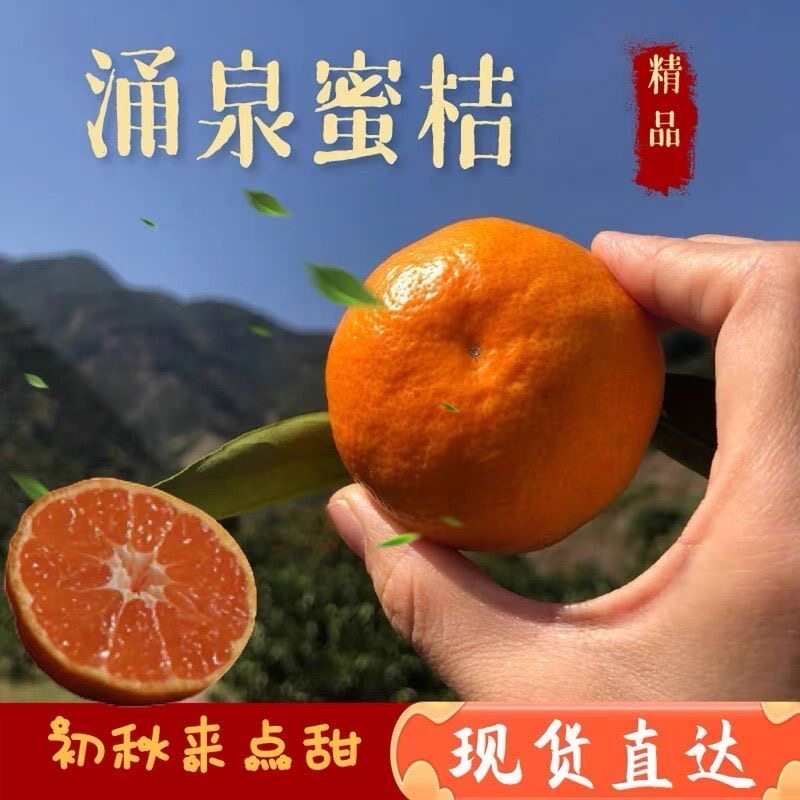 特甜浙江临海高山无核桔子涌泉蜜桔新鲜橘子当季水果桔子黄岩蜜橘