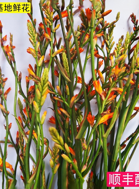 招财橙色火焰兰真花鲜花云南基地直发居家好养水养装饰