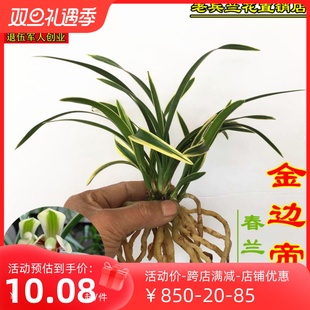 自然栽培 春兰帝冠 易种养苗兰花 绿植花卉盆栽 覆轮艺 花艺双全