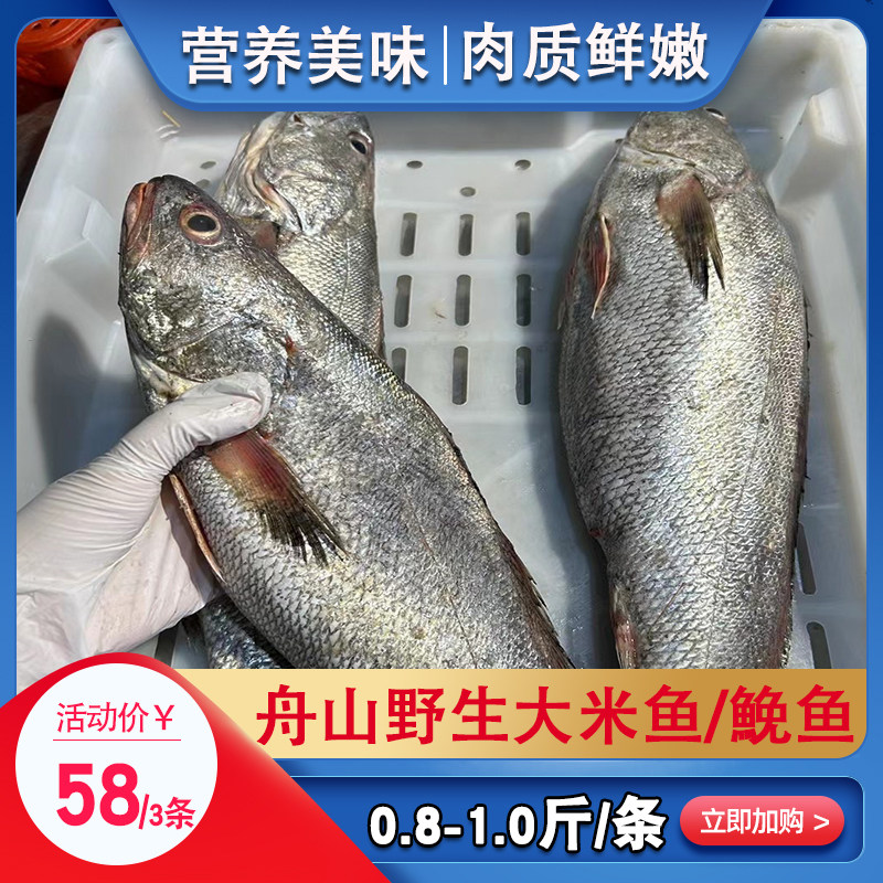 舟山海鲜新鲜海捕米鱼