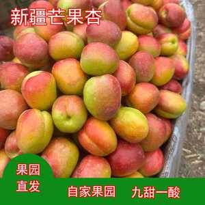 新疆芒果杏色麦提杏现摘现发