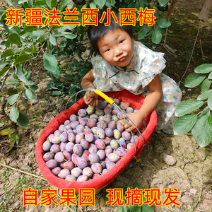 新疆法兰西小西梅甜西梅李子