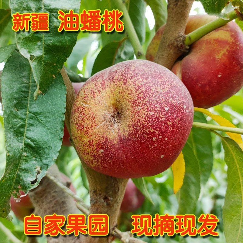 【3斤88】新疆阿克苏油蟠桃 应季水果鲜甜油桃 现摘现发 非毛蟠桃