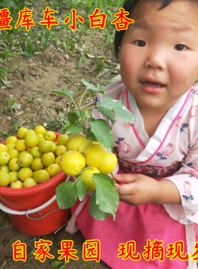 新疆库车小白杏轮台杏子自家果园