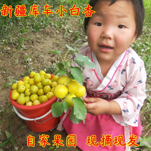 新疆库车小白杏轮台杏子自家果园