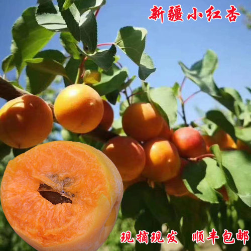 新疆阿克苏小红杏吊干杏非小白杏