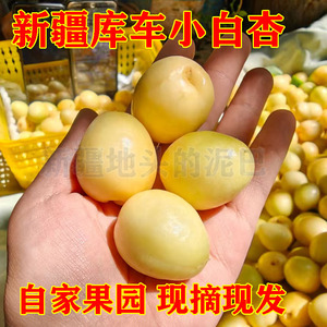 自家果园新疆小白杏 农家库车小白杏 现摘甜鲜杏 新疆地头的泥巴