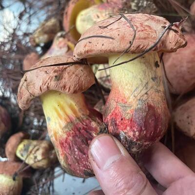 云南新鲜红葱，见手青，一定要炒熟才能食用，顺丰冷链发货