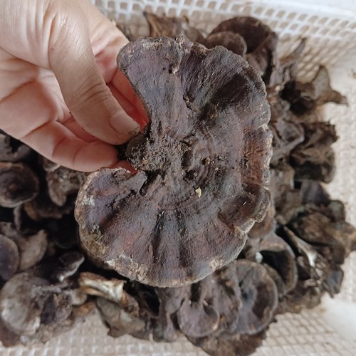 云南野生菌，新鲜十八转500克顺丰包邮