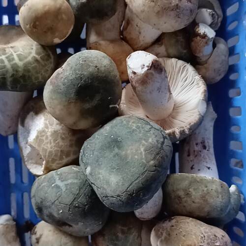 云南新鲜青头菌，安全无毒，顺丰冷链包邮