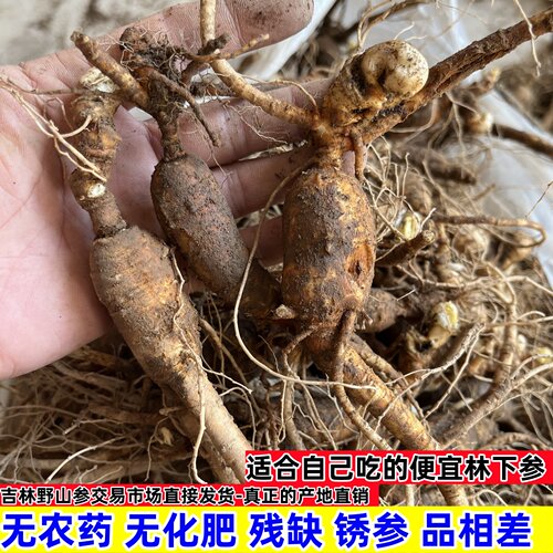长白山林下参山参籽货老池底锈参东北残缺便宜新鲜人参煲汤泡酒