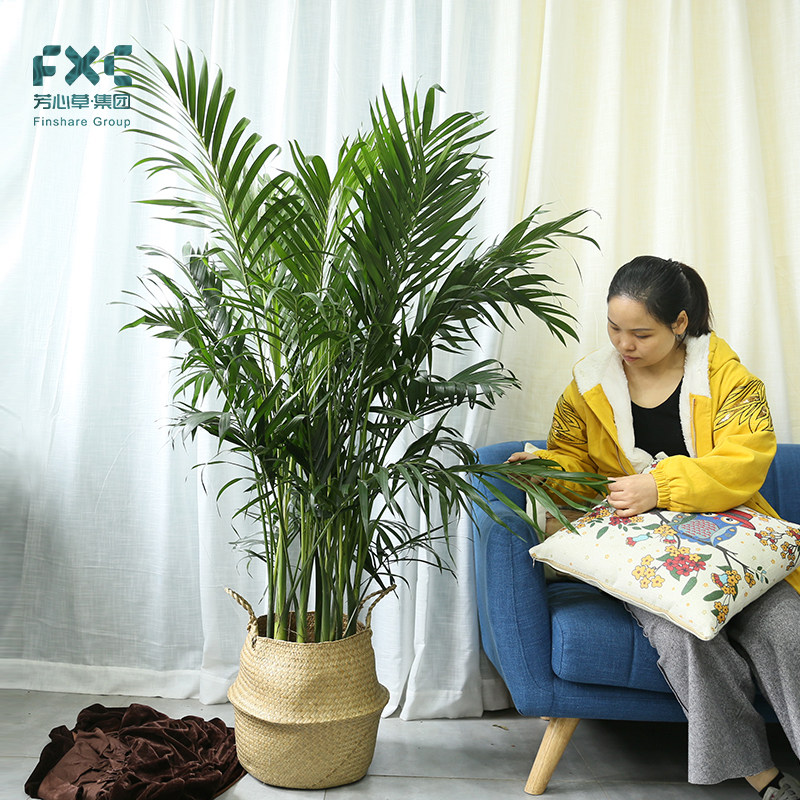 富贵椰子室内植物凤尾竹大型绿植客厅鹤望兰散尾葵室内好养盆栽