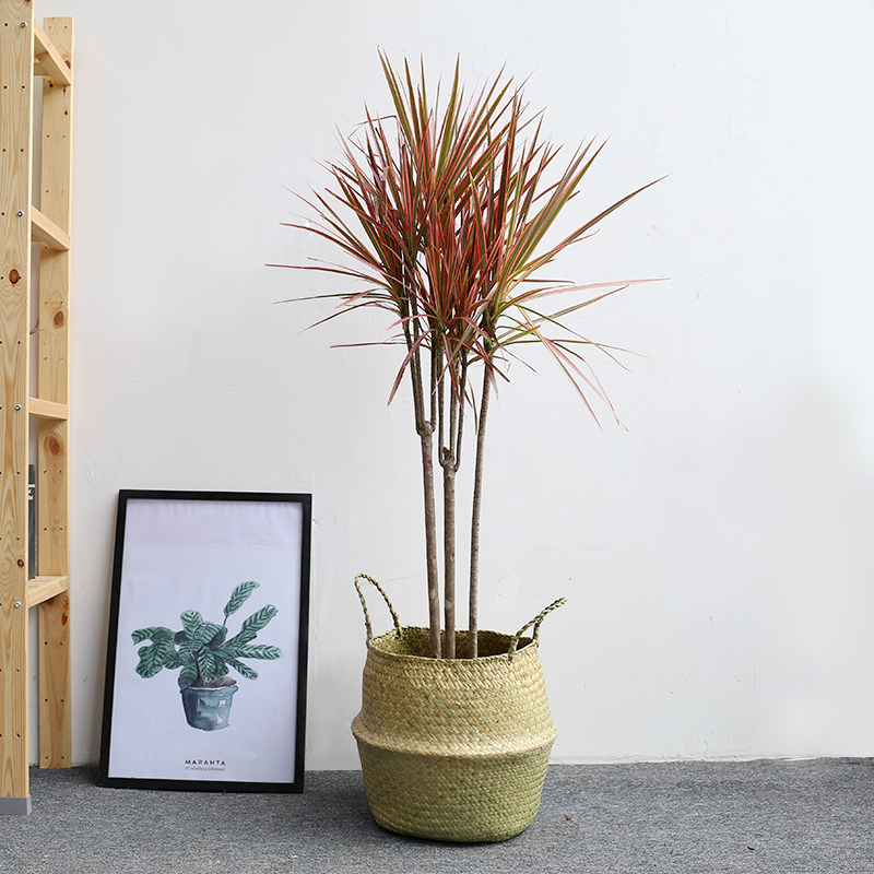 芳心草室内植物盆栽七彩马尾铁千年木龙须树除甲醛搭配真绿植花卉