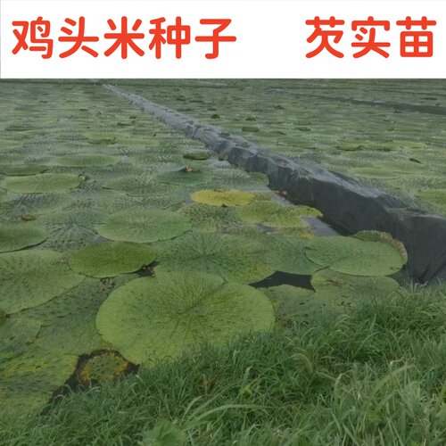 鸡头米种苗芡实种子水生植物