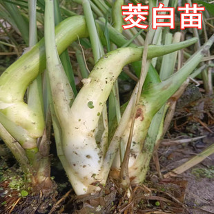茭白种苗水生植物高瓜早熟改良型双季茭白苗种植四季茭瓜苗高笋苗