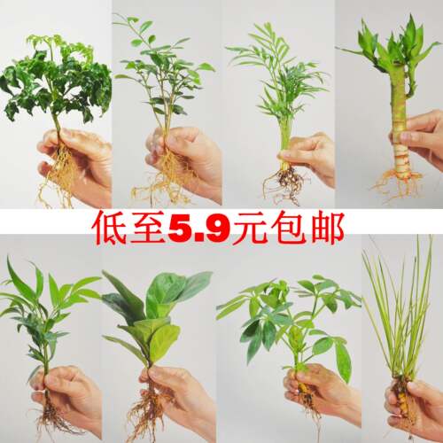 竹柏办公桌水培易养富贵竹琴叶榕