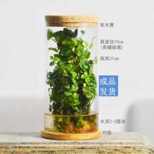 自循环生物课实验系统自循环花叶薜荔生态瓶昆虫螃蟹微景观成品