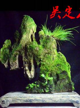 精雕吴定石太湖石吸水石苔藓菖蒲捕虫堇风兰盆景附石鱼缸造景石