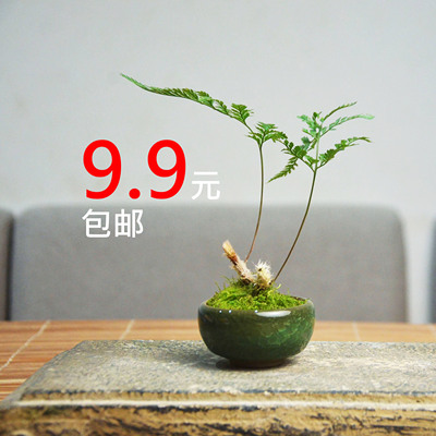 狼尾蕨老桩小罗汉松室内加湿易养