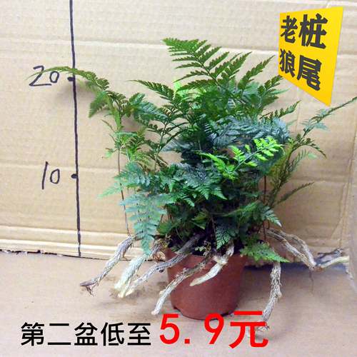 狼尾蕨室内桌面盆栽易养耐养耐旱