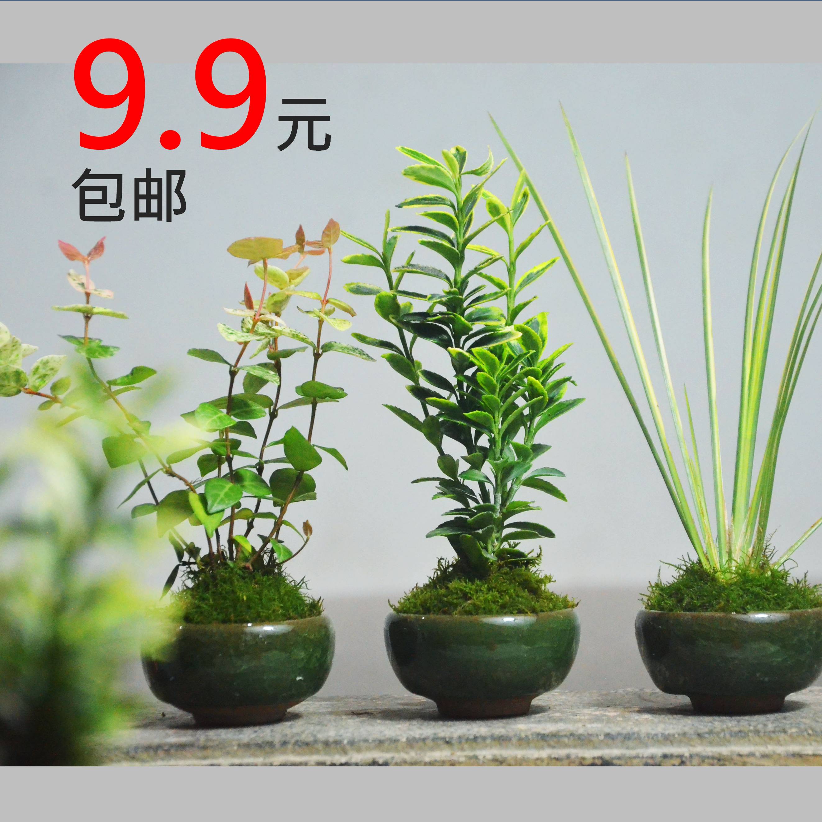 小叶金边黄杨室内吸甲醛耐荫易养